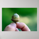 Search for acorn art Forest