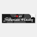 Search for siberian husky bumper stickers Canine
