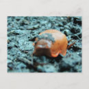 Search for wald postcards Natur