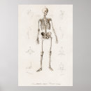 Search for anatomy chart posters Medical