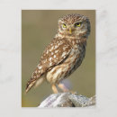 Search for little owl postcards Nature