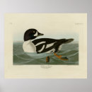 Search for golden bird posters Lithograph