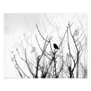Search for black and white bird art Monochrome