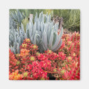 Search for ice plants Succulent