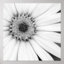 Search for osteospermum posters Daisy