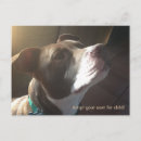 Search for shelter postcards Dog