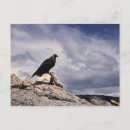 Search for eagle stuff postcards Scenic