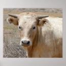 Search for cowgirls art Cattle