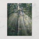 Search for sun ray postcards Trees