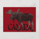 Search for canadian moose postcards Wildlife
