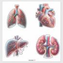 Search for organs stickers Liver