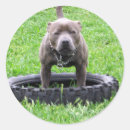 Search for staffy stickers Pet