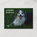 Search for aussie shepherd business cards Breeder