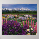 Search for iris garden posters Nature