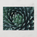 Search for perennials postcards Nature