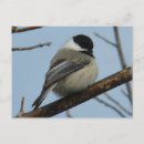 Search for chickadees postcards Black capped chickadee
