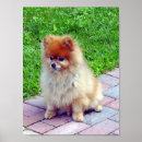 Search for pomeranian art Poms