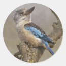 Search for kookaburra stickers Laughing