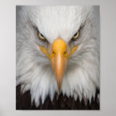 Search for bald eagle pics posters Photography