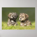 Search for havanese posters Pet