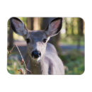 Search for black tailed magnets Danita delimont