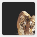 Search for tiger close up stickers Animal body part