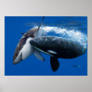 Search for whale shark posters Underwater