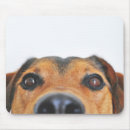 Search for big nose Pet