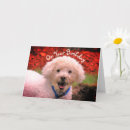 Search for poodle birthday cards Animal