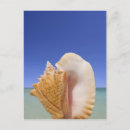 Search for mollusks postcards Beach