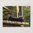 Search for chimpanzee postcards Primate