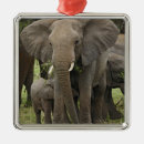 Search for tanzania christmas tree decorations Serengeti national park