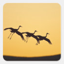 Search for sandhill crane stickers Wildlife