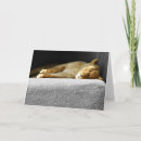 Search for lioness cards Wildlife