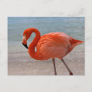 Search for flamingo beach postcards Ocean