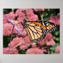 Search for crab apple posters Pink
