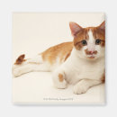 Search for veterinarians magnets Cats