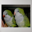 Search for quaker posters Parrots
