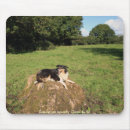 Search for collie electronics Farm