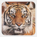 Search for tiger close up stickers Animal