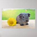 Search for cute guinea pig posters Animal