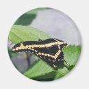 Search for swallowtail butterfly magnets Animal
