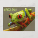 Search for tree frogs postcards Wildlife