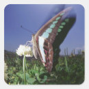 Search for wing stickers Horizontal