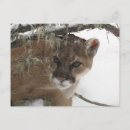 Search for puma postcards Mountain lion