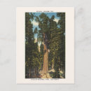 Search for sequoia national park postcards General sherman tree