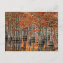 Search for state tree postcards Cypress