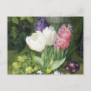Search for flower bulbs postcards Tulip