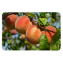 Search for harvest magnets Fruits