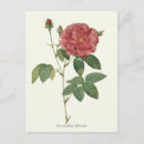 Search for vintage botanical print postcards Flowers